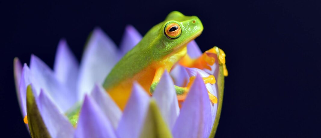 Eat the Frog Methode - Produktiv in den Arbeitstag starten - Zeitmanagement Methode