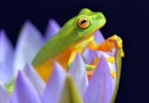 Eat That Frog: Starte produktiv mit der wichtigsten Aufgabe des Tages Eat the Frog Methode - Produktiv in den Arbeitstag starten - Zeitmanagement Methode