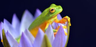 Eat That Frog: Starte produktiv mit der wichtigsten Aufgabe des Tages Eat the Frog Methode - Produktiv in den Arbeitstag starten - Zeitmanagement Methode